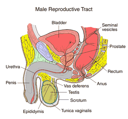 Male anatomy illustration.